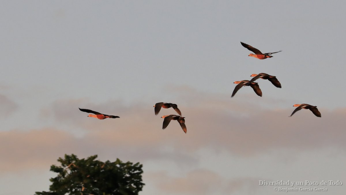 Ganso del Orinoco al vuelo