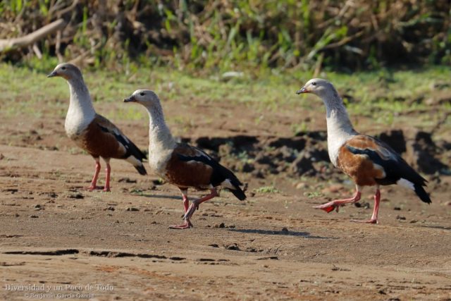 Ganso del orinoco caminando por la orilla del rio Tambopata