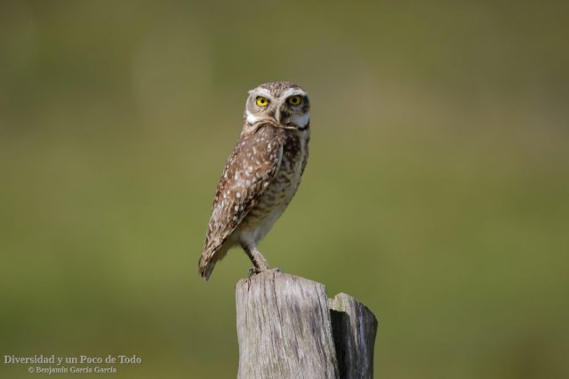 aves de las yungas peruanas, mochuelo de madriguera