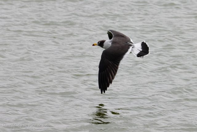 gaviota simeon en pleno vuelo