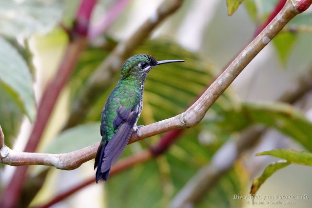brillante coroniverde, Heliodoxa jacula, hembra posada