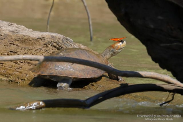 un ejemplar de taricaya con una mariposa sobre la cabeza