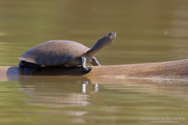 un ejemplar de taricaya tomando el sol en el rio