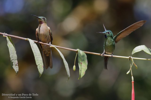colibries en alto mayo, brillante pechigamuza y silfo de King