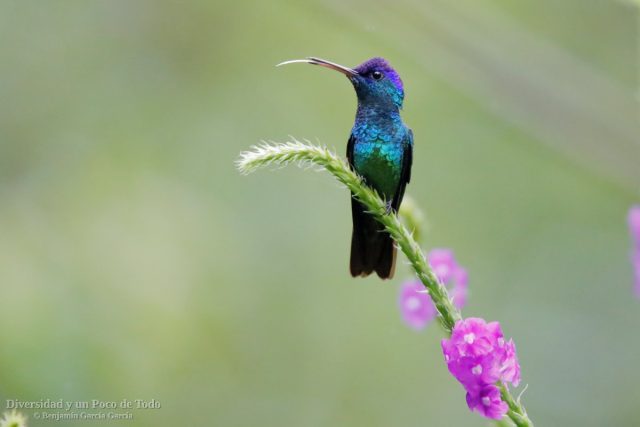 colibries en alto mayo, zafiro colidorado
