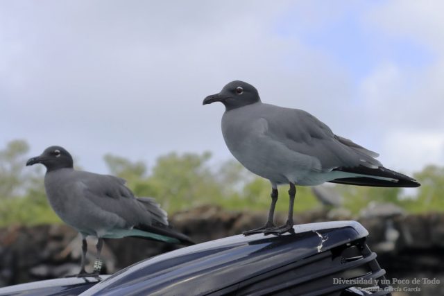 una pareja de gaviota fuliginosa o de lava sobre el motor de una embarcacion