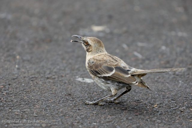 sinsonte de San Cristobal