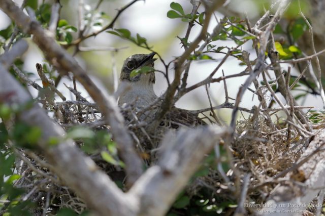 Sinsonte de San Cristobal en el nido