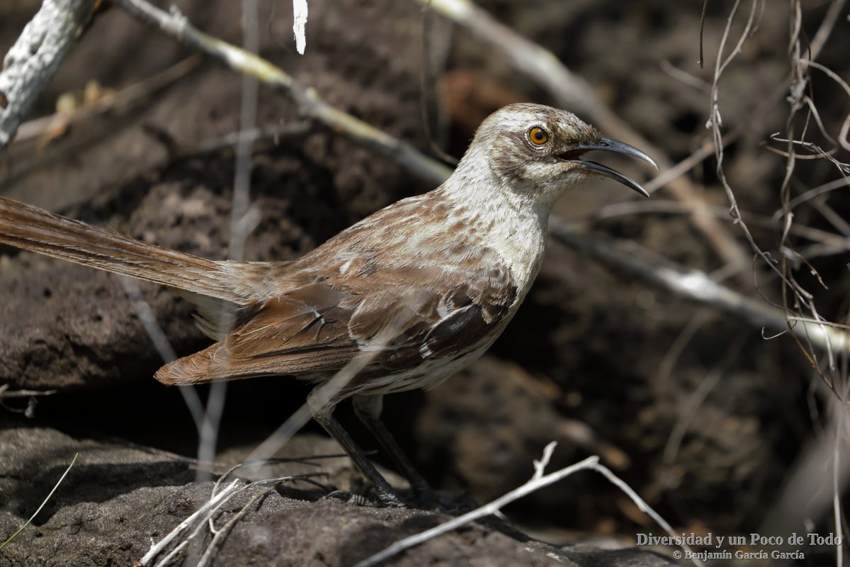 sinsonte de San Cristobal, Mimus melanotis