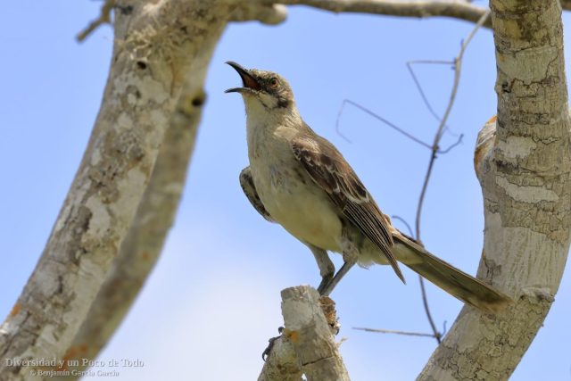 sinsonte de San Cristobal defendiendo el territorio