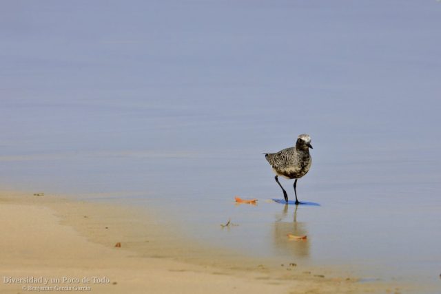 chorlito gris en la playa