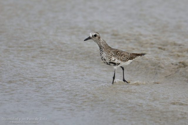 chorlito gris juvenil