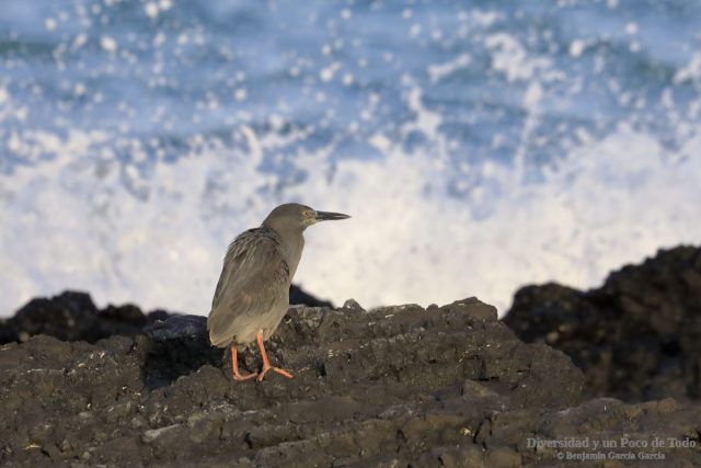 Adulto de garza de lava, Butorides striata sundevalli, caminando por las rocas