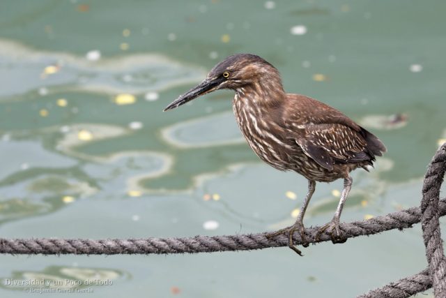 juvenil de garza de lava en un cabo de un barco de pesca