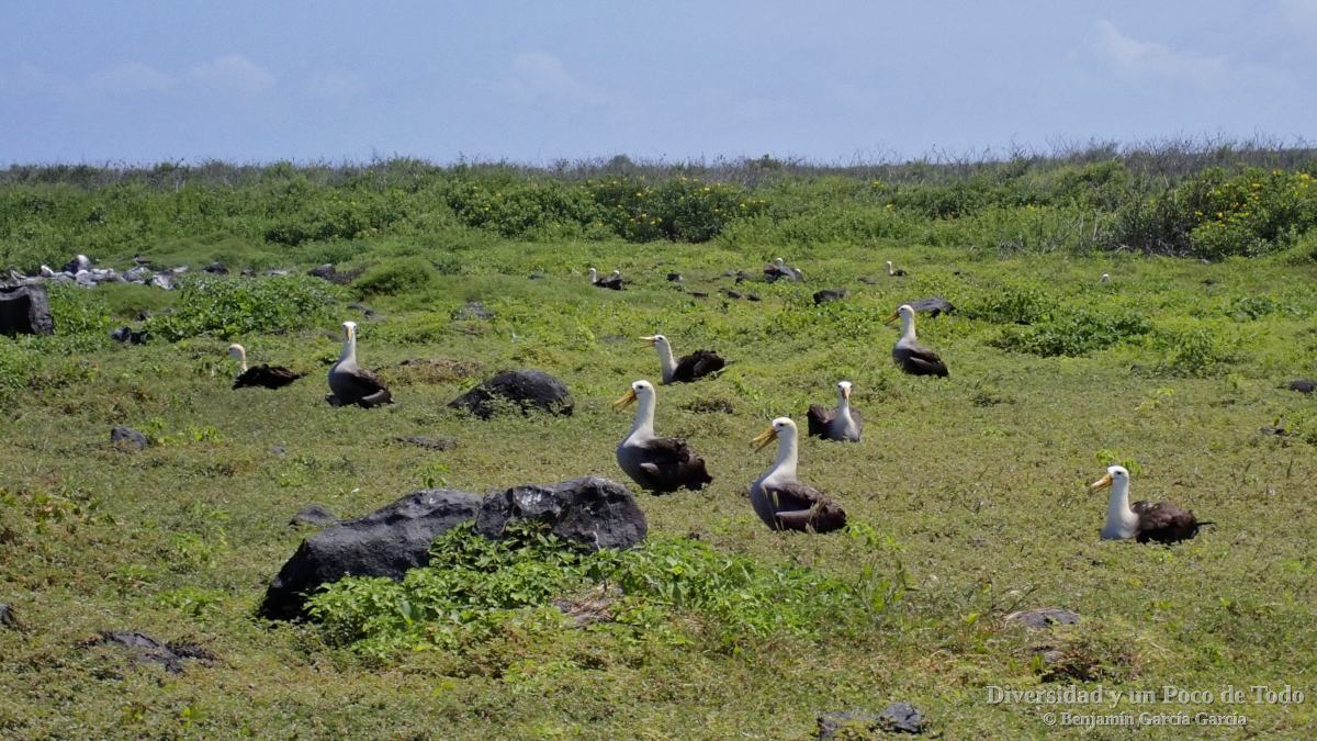 albatros de Galapagos incubando los huevos.