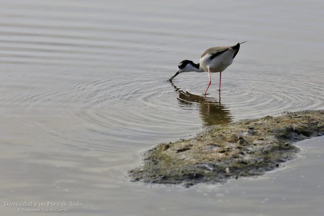 Himantopus mexicanus buscando alimento en aguas someras de un estanque