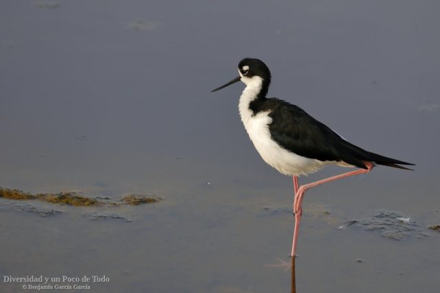 Himantopus mexicanus en posicion de descanso