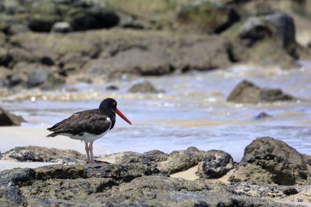 ostrero amaricano de las galapagos en la costa de Isabela