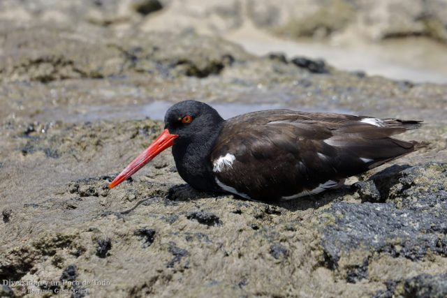 ostrero americano de las galapagos en una playa durante el intermareal