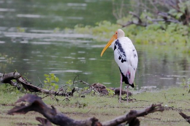 Tantalo indio reposando en la orilla de un humedal