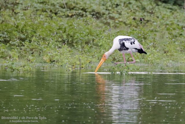 Tantalo indio buscando alimento en un humedal