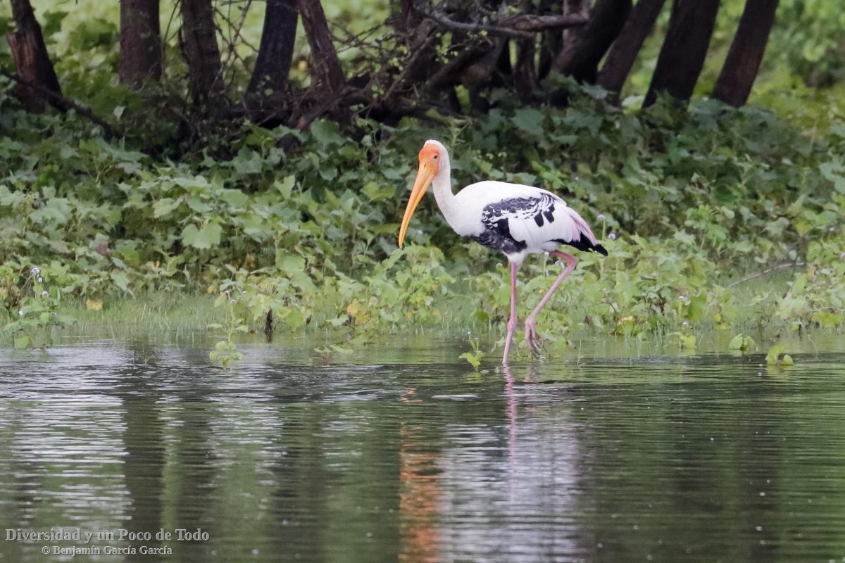 Tantalo indio en un humedal de Sri Lanka
