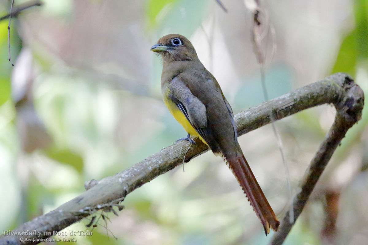 trogon amarillo norteno, ejemplar hembra