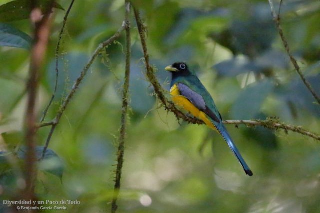 trogon amarillo norteno, ejemplar macho