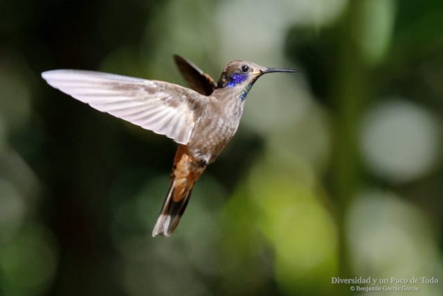Colibri pardo al vuelo