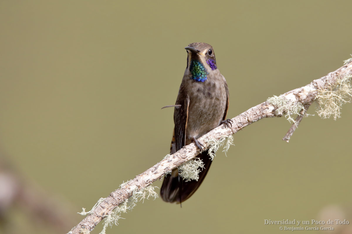 Colibri pardo, Colibri delphinae, posado en una rama