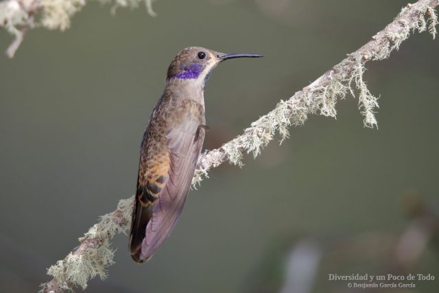 colibri pardo posado