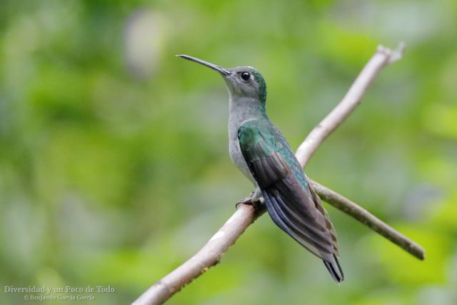 colibri pechigris posado en una rama