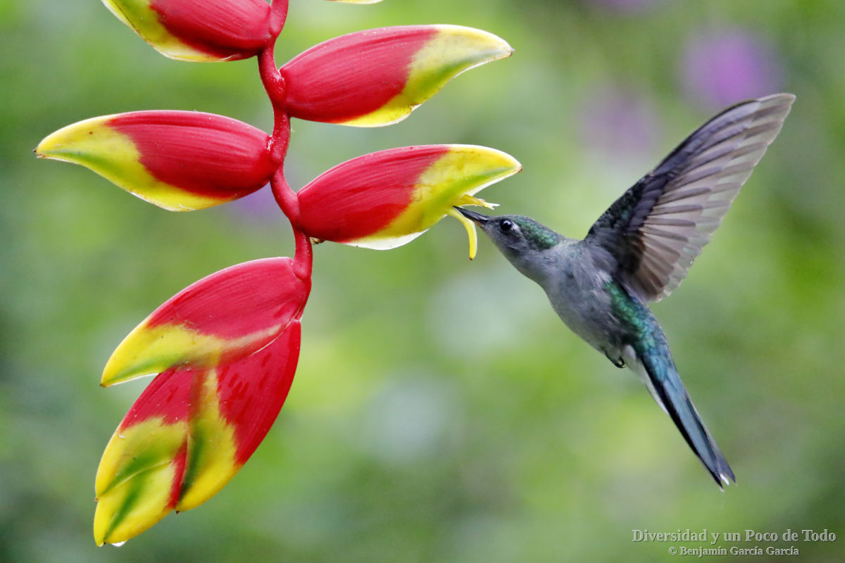 colibri pechigris libando en una flor