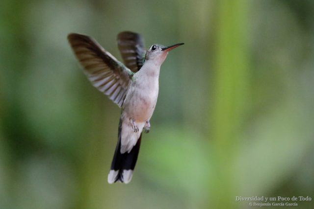 colibri volando de frente