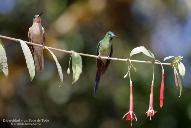 brillante pechigamuza y silfo de king posados en una rama