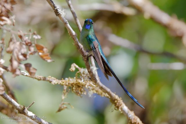 silfo de king posado en una rama