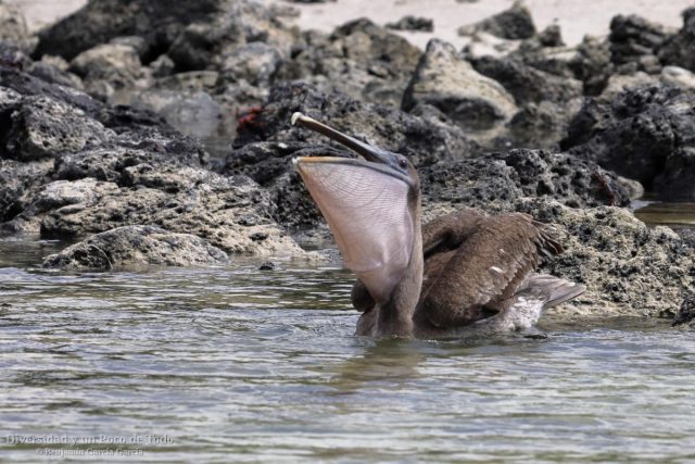pelicano pardo de galapagos mostrando el saco gular