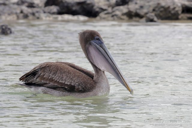 pelicano pardo de galapagos sobre el agua en la costa