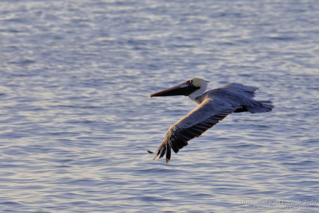pelicano pardo de galapagos volando