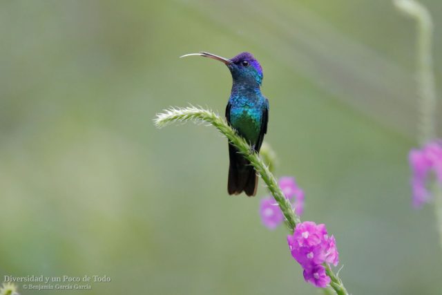 zafiro colidorado posado y sacando la lengua