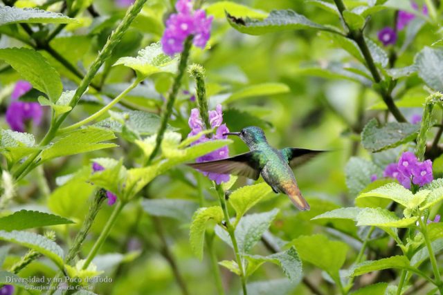 zafiro colidorado tomando nectar de flores