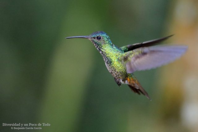colibri zafiro colidorado, ejemplar hembra al vuelo