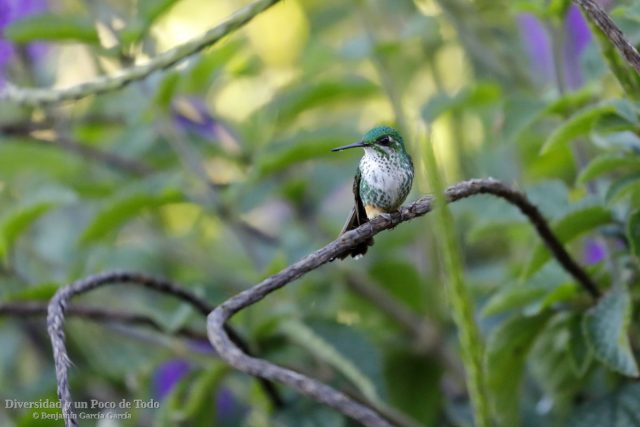 colibri de raquetas faldirrojo hembra