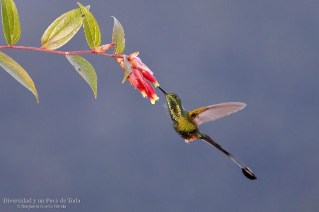 colibri de raquetas faldirrojo al vuelo frente a una flor