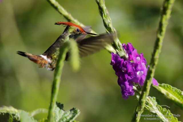 coqueta crestirrufa macho volando entre flores