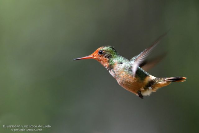 coqueta crestirrufa, hembra al vuelo