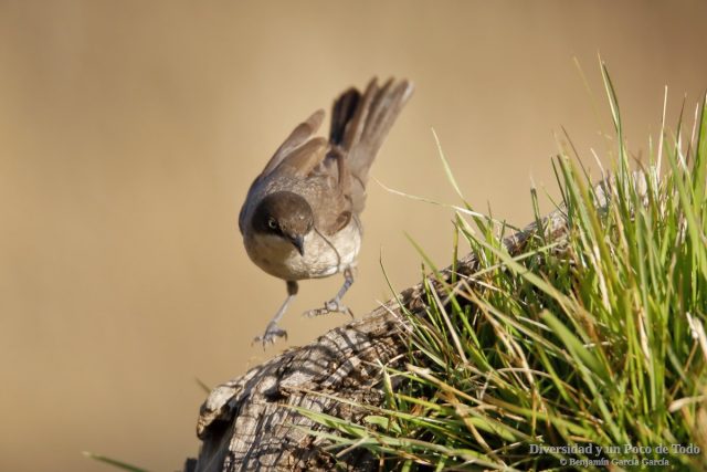 curruca mirlona occidental saltando