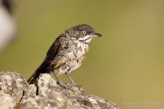 curruca mirlona occidental con las plumas mojadas