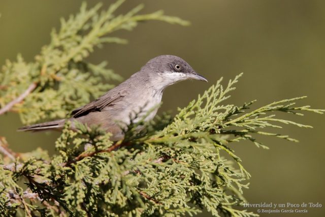 curruca mirlona occidental posada en una rama de arbol