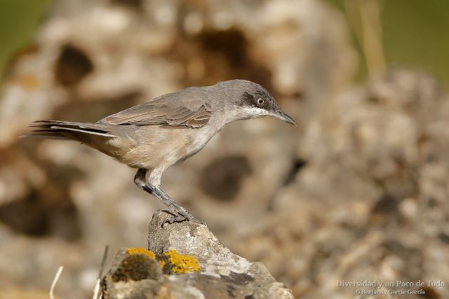 curruca mirlona occidental posada sobre una roca